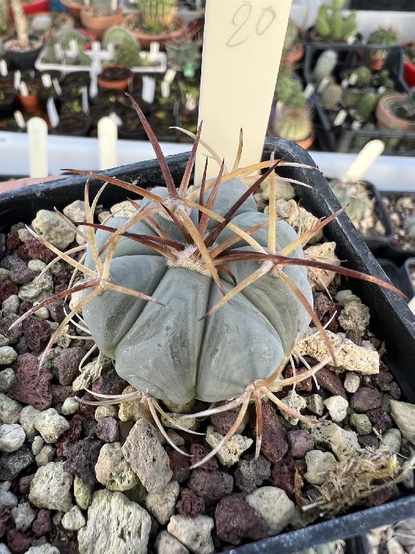 Echinocactus_horizonthalonius_Jazminal_Coah.jpeg